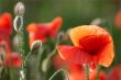 Poppy flower on the sun