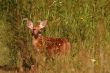 White-Tailed Deer Fawn