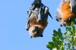 Hanging Bats