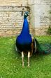 Peacock pride