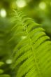 Fern leave