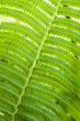 fern leaves