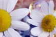 Chamomile and  pebble of glass, spa concept