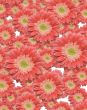 Falling Gerber Daisies