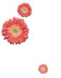 Falling Daisies