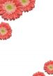 Falling Daisies