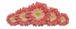 Gerber Daisy Row