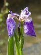 blossom of the iris