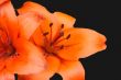 lily