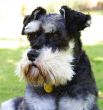 miniature schnauzer