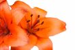 lily