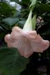 Datura (Brugmansia)