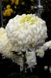 Chrysanthemum (Polar Gem)