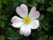 Dog Rose (Rosa canna)