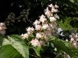 Flowers of Horse Chestnut (Aesculus)