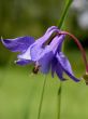 Alpine Aquilegia