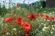 Wild poppy in a residential area in Vienna.