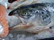 Arctic fish in a state of a supermarket.