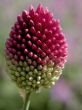 Allium (Sphaerocephalon)