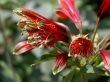 Alstromeria (Psittacina)