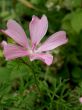 Common Mallow (Malva sylvestris)