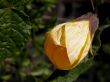 Abutilon (Golden fleece)