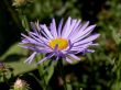 Aster (X frikartii monch)