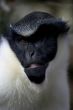 Diana Monkey (Cercopithecus diana)