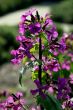 Lunaria (Annua)