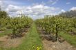 Apple orchard