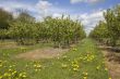 Apple orchard