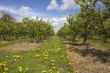 Apple orchard