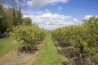 Apple orchard
