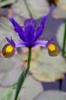 Iris (Reticulata)