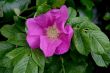 Japanese Rose  (Rugosa Rose)