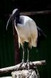 Sacred Ibis (Threskiornis aethiopicus)