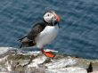 Puffin (Fratercula arctica)