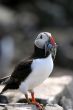 Puffin (Fratercula arctica)