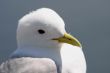 Kittiwake ( Rissa tridactyla)