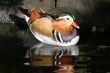 Mandarin Duck (Aix galericulata)