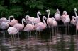 Flamingoes (Phoenicopterus)