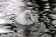 Cygnet Young Swan (Cygnus olor)