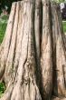 Gnarled tree close-up