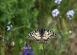 yellow butterfly