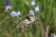 yellow butterfly