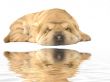 sleeping sharpei puppy
