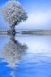 Winter landscape a single tree