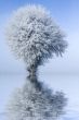 Winter landscape single tree and bench