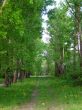 Birches and aspens