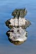 Alligator